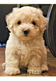 Introducción a la mercadotecnia&nbsp;digital